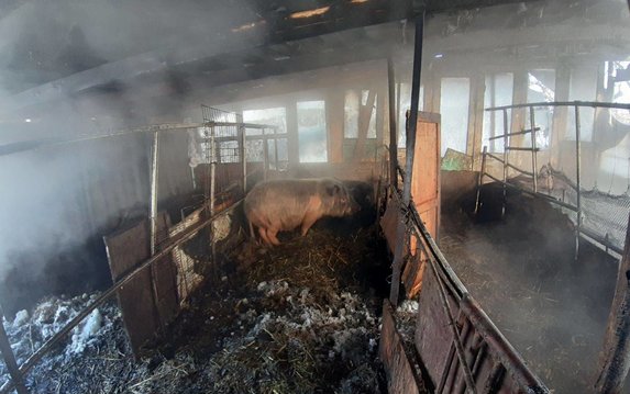 г. Люботин: на пожаре погибли 2 свиньи, еще 7 домашних животных пожарным удалось спасти г. Люботин: на пожаре погибли 2 свиньи, еще 7 домашних животных пожарным удалось спасти