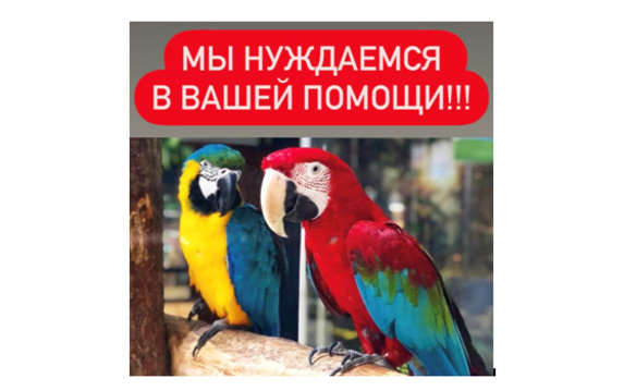 Контактный зоопарк просит помощи Контактный зоопарк просит помощи