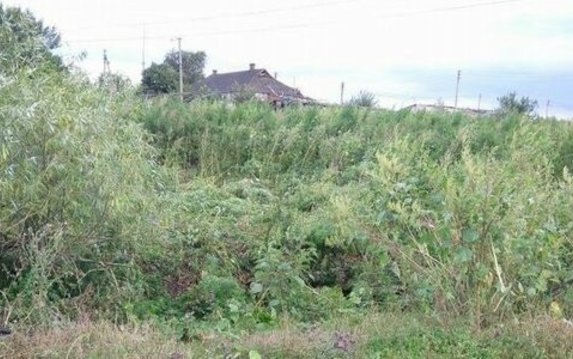 На Харьковщине полицейские ликвидировали наркоплантацию На Харьковщине полицейские ликвидировали наркоплантацию