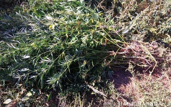 Полицейские изъяли 39 кустов конопли у жителя Харьковщины Полицейские изъяли 39 кустов конопли у жителя Харьковщины