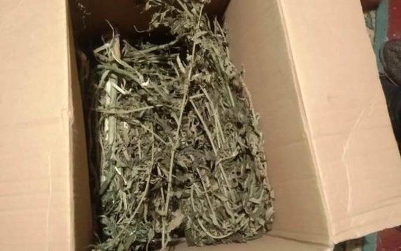 Полицейские изъяли более 200 кустов конопли у жителя Харьковского района Полицейские изъяли более 200 кустов конопли у жителя Харьковского района