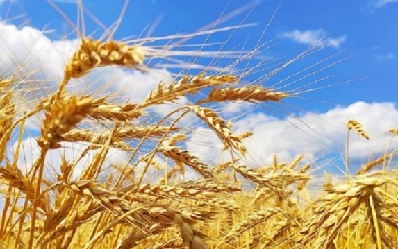 Полиция открыла уголовное производство по факту уничтожения посевов на Харьковщине Полиция открыла уголовное производство по факту уничтожения посевов на Харьковщине