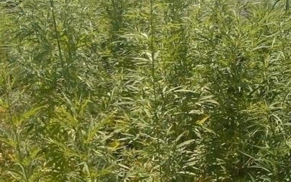 Работники полиции изъяли почти 100 кустов конопли у жителя Харьковского района Работники полиции изъяли почти 100 кустов конопли у жителя Харьковского района