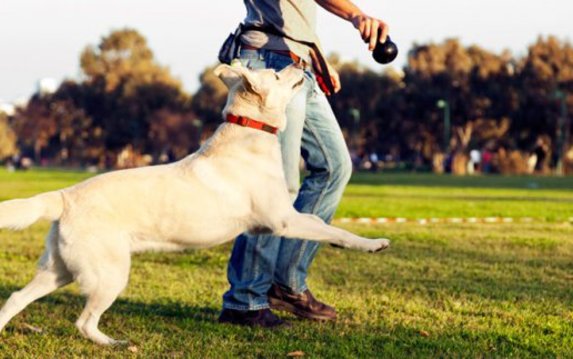 В городском приюте откроют pet-friendly контакт-центр В городском приюте откроют pet-friendly контакт-центр