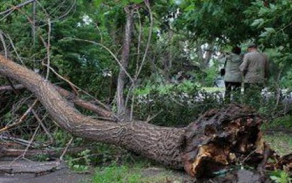 В Харькове из-за непогоды упало семь деревьев В Харькове из-за непогоды упало семь деревьев