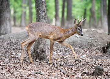 Фельдман Экопарк принял на реабилитацию орлана-белохвоста и европейскую косулю
