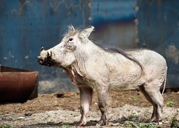 В Фельдман Экопарк можно увидеть пару африканских бородавочников