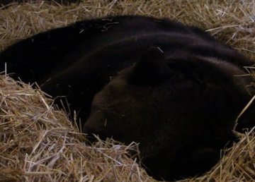 В Харьковском зоопарке медведи залегли в спячку