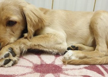 Мужчине, который избил щенка-спаниеля, грозит уголовное наказание Мужчине, который избил щенка-спаниеля, грозит уголовное наказание