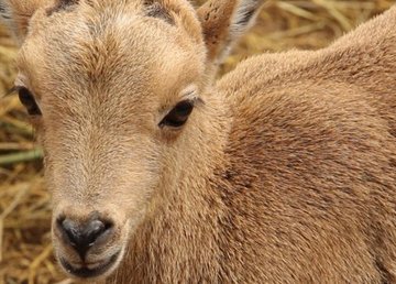 В Харьковском зоопарке родилась самка гривистого барана В Харьковском зоопарке родилась самка гривистого барана