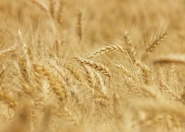 Аграрии Харьковщины собрали более 1,7 миллиона тонн зерна нового урожая. Айна Тимчук