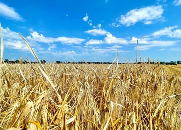 Аграрии Харьковщины уже намолотили более 400 тысяч тонн зерна нового урожая