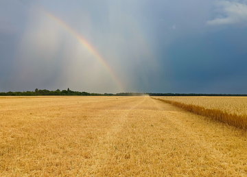 Аграрії Харківщини завершили збір озимини та почали обмолочувати пізні зернові культури