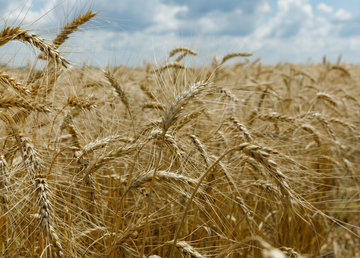 Аграрії Харківської області завершили весняну посівну та готуються до масштабного збору врожаю