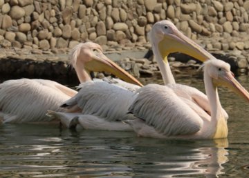 Большая вода Большая вода