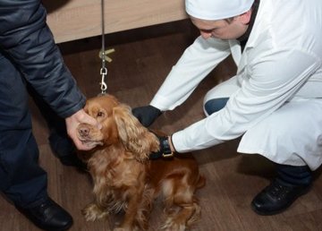 В Харькове началась вакцинация домашних животных против бешенства В Харькове началась вакцинация домашних животных против бешенства