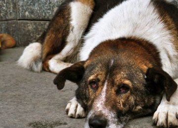 В Харькове наименьшее количество бездомных собак В Харькове наименьшее количество бездомных собак