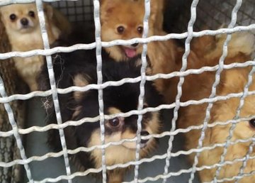 Центр обращения с животными приютил 27 померанских шпицев