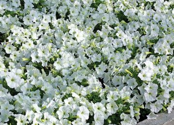 Во дворе на Олимпийской посадили три тысячи цветов