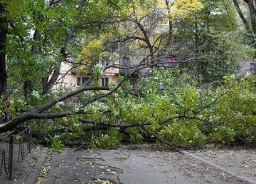 В городе из-за непогоды упало около десятка деревьев В городе из-за непогоды упало около десятка деревьев