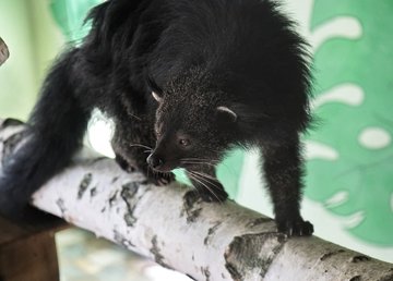 Для «медведокотов» в Фельдман Экопарк построили новый дом Для «медведокотов» в Фельдман Экопарк построили новый дом