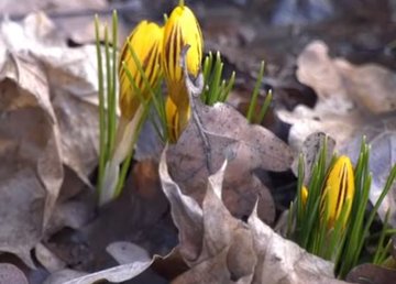 В ботаническом саду зацвели растения В ботаническом саду зацвели растения