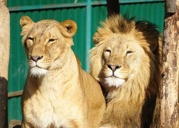 Фельдман Экопарк готовит к переезду в будущий экопарк под Днепром первую группу животных Фельдман Экопарк готовит к переезду в будущий экопарк под Днепром первую группу животных