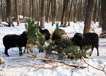 Фельдман Экопарк принимает хвойные гостинцы для зверей и птиц