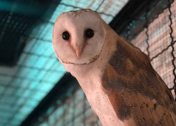 Фельдман Экопарк принял на попечение сипуху с Донбасса