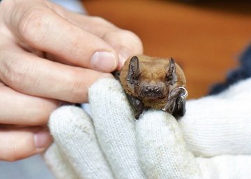 Фельдман Экопарк принял на реабилитацию 1200 краснокнижных животных из Днепра и Харькова