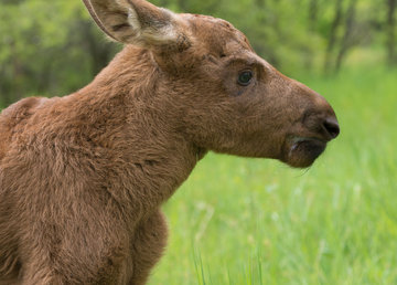  Фельдман Экопарк приютил двух лосят-погорельцев из Чернобыльской зоны