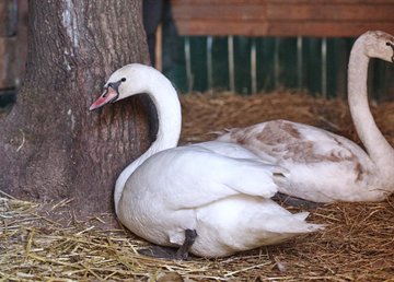 Фельдман Экопарк реабилитирует лебедя, спасенного волонтерами из замерзшего водоема