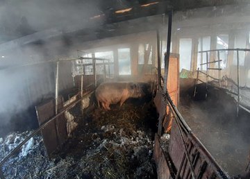 г. Люботин: на пожаре погибли 2 свиньи, еще 7 домашних животных пожарным удалось спасти