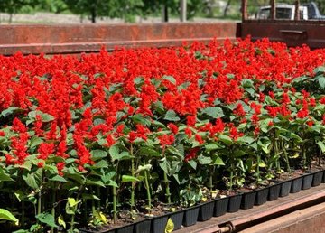 Харьков продолжают благоустраивать и украшать цветами Харьков продолжают благоустраивать и украшать цветами