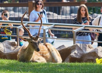 Харьковчан с проблемами слуха приглашают на экскурсии в зоопарк Харьковчан с проблемами слуха приглашают на экскурсии в зоопарк