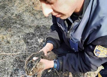 Харьковская область: при ликвидации очередного пожара сухостоя спасатели спасли зайчонка