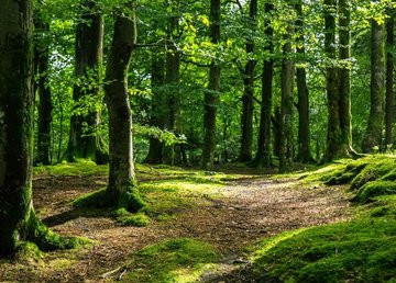 Харьковский район: пожарные оперативно потушили пожар в лесном хозяйстве