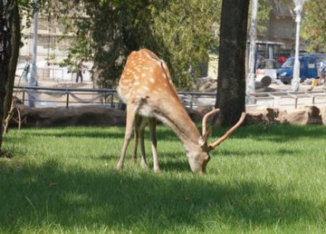 Харьковский зоопарк будет увеличивать посещаемость поэтапно