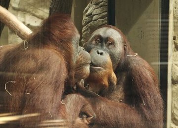 Харьковский зоопарк приглашает отпраздновать День влюбленных