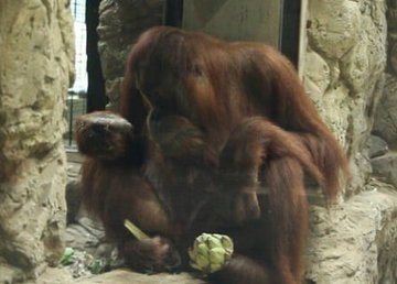 Харьковский зоопарк присоединится к программе сохранения орангутанов Харьковский зоопарк присоединится к программе сохранения орангутанов