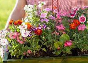 «Харьковзеленстрой» отправит пенсионерке из Западной Украины саженцы цветов