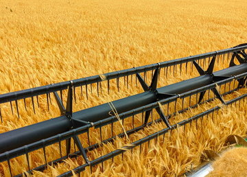 Хозяйства Харьковщины собрали более 800 тысяч тонн зерна нового урожая