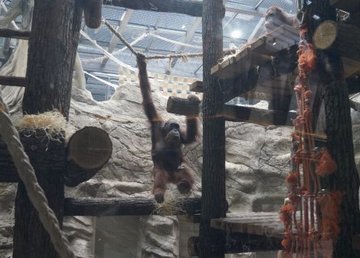 К открытию в Харьковском зоопарке появятся новые животные К открытию в Харьковском зоопарке появятся новые животные