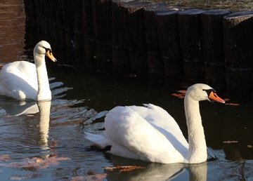 Лебедей из парка Горького теперь можно увидеть в зоопарке 