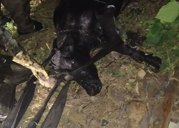 Лозовский район: спасатели помогли достать корову из выгребной ямы Лозовский район: спасатели помогли достать корову из выгребной ямы