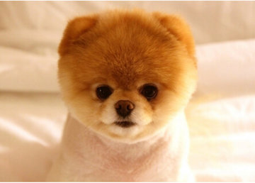 Маленькие собаки: идеальные компаньоны для городской жизни Маленькие собаки: идеальные компаньоны для городской жизни