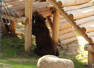 Медвежьи владения