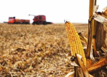 На Харківщині триває збір пізніх зернових та технічних культур