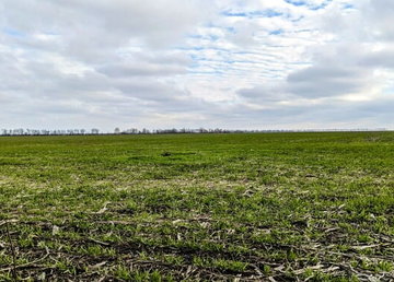 На Харківщині збір врожаю озимих культур очікується на майже 326 тисяч гектарів площ