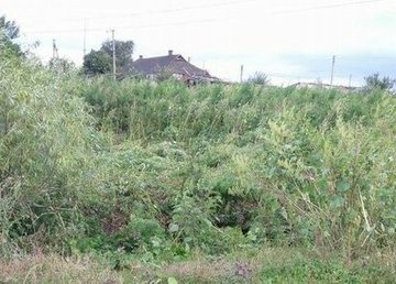 На Харьковщине полицейские ликвидировали наркоплантацию На Харьковщине полицейские ликвидировали наркоплантацию